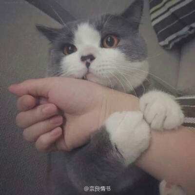 仙语星辰无限金币钻石版下载